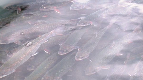 Brook trout similar to those affected by anti-depressants in Montreal�s river water. (University of Montreal photo)