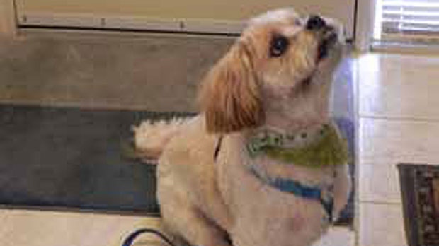 Nicky, dog rescued by Calgary Humane