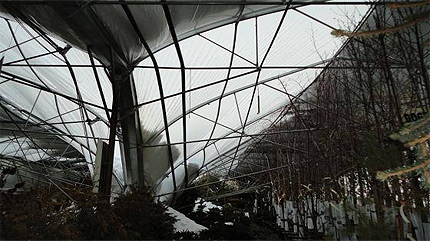 CTV viewer Brenda Shaul sent in this photo of Cannor Nurseries after the roof collapsed on Friday January 21st, 2011.