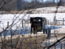 Horse-drawn buggy travels in the winter 