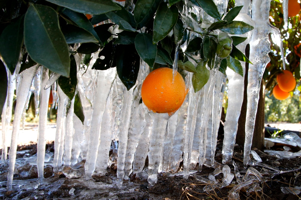 Disappointing year for the citrus crop in Florida