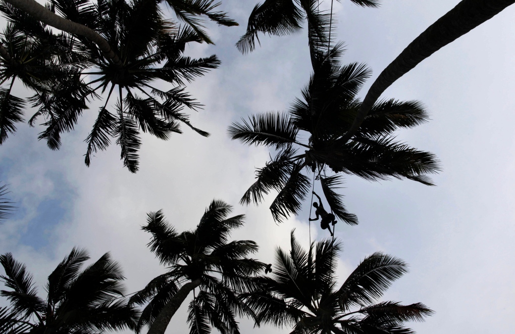 Coconut trees in Induruwa, Sri Lanka.
