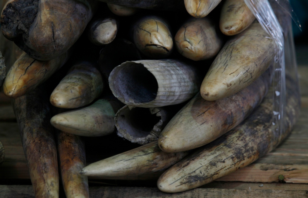 Ivory tusks trade
