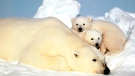 Russia concerned about polar bear poachers using Canadian documents to disguise illegally hunted pelts. (U.S. Fish and Wild Life Service, Steve Amstrup)