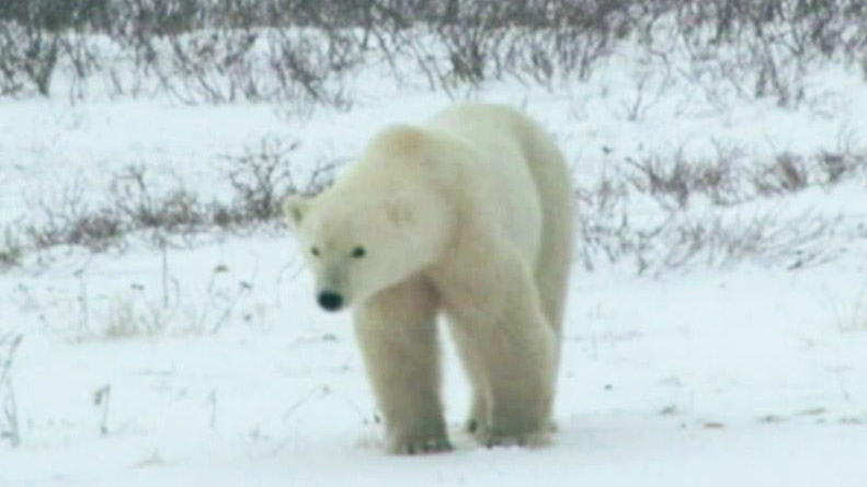 Activists outraged over rejected polar bear trade 
