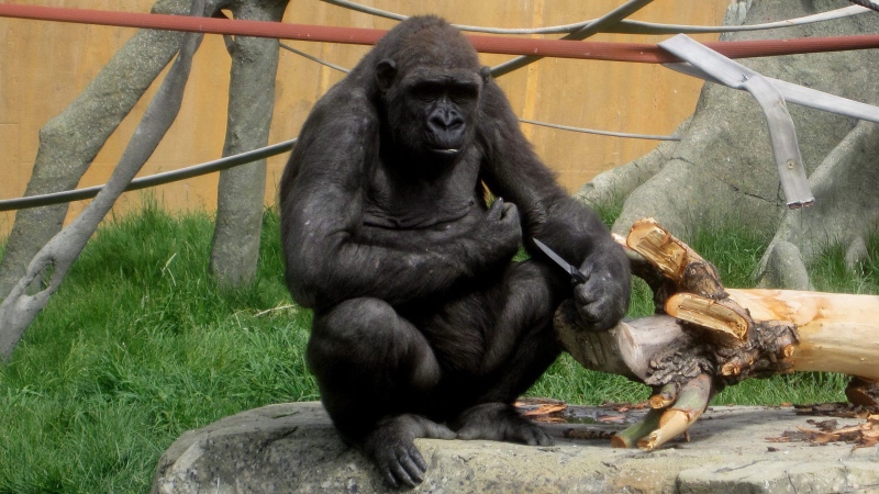 Barika, a female gorilla, holds a knife accidentally dropped in her enclosure by a keeper at the Calgary Zoo, on Tuesday, June 16, 2009. (Heike Scheffler / THE CANADIAN PRESS)