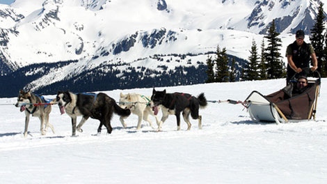 The B.C. SPCA is investigating reports that Outdoor Adventures Whistler slaughtered at least 100 sled dogs and dumped their bodies in a mass grave. (adventureswhistler.com)