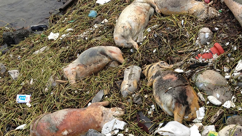 900 pigs found in Chinese river