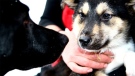 Sled dogs at Trappers' Rung Dogsled in Whistler, B.C., are seen in an image from its website. (CTV)