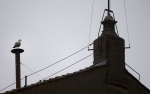 A seagull sits on the chimney on the roof of the Sistine Chapel in St. Peter's Square during the second day of the conclave to elect a new pope at the Vatican on Wednesday, March 13, 2013. (AP Photo/Gregorio Borgia)