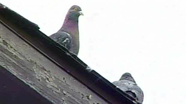 Dealing with problem pigeons can be a problem itself.
