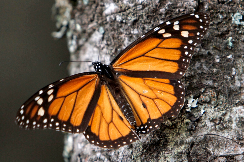 Decline of Mexico's Monarch butterflies a trend