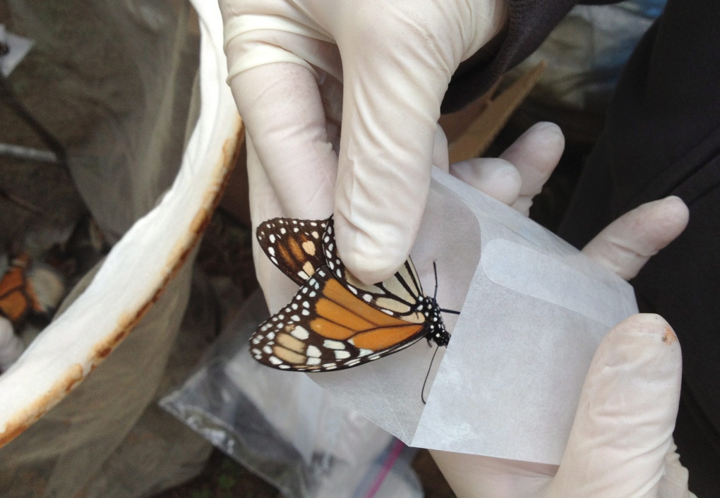Decline of Mexico's Monarch butterflies a trend