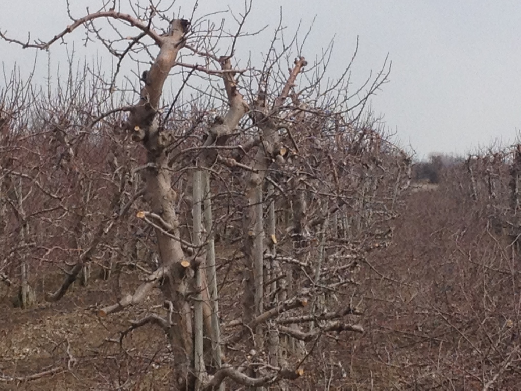 Apple orchard in Essex County