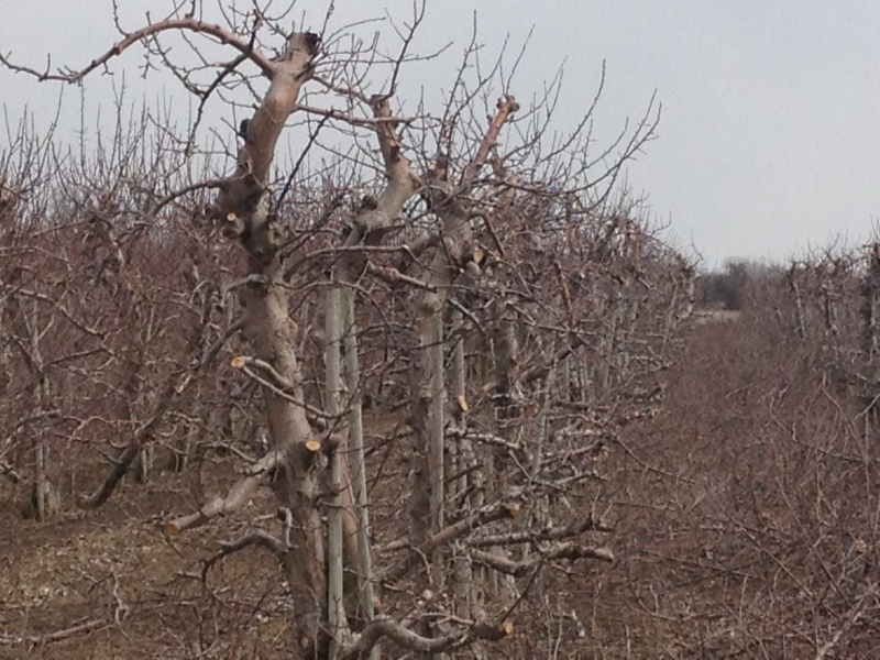 An apple orchard at Balsillie Fruit Farm in Harrow, Ont., on Tuesday, March 19, 2013. (Rich Garton / CTV Windsor)
