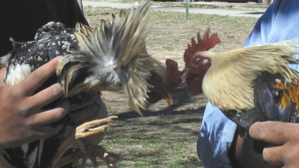 Two fighting roosters try to attack one another as they are held in Las Vegas, N.M., Wednesday, March 21, 2007. (AP Photo / Las Vegas Optic, David Giuliani)