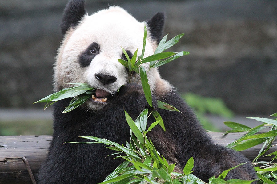 Toronto Zoo giant pandas Er Shun