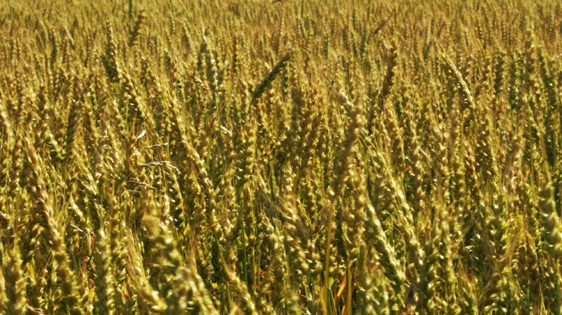 A field of wheat is seen in this June, 2007 file photo.