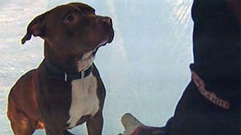 The RM of Springfield has decided not to ban pit bulls
