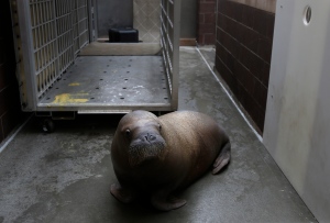 Mitik, a baby walrus who survived the flooding of his enclosure during Superstorm Sandy, at the Wildlife Conservation Society's New York Aquarium in Coney Island, New York, Monday, March 25, 2013. (AP Photo/Seth Wenig)