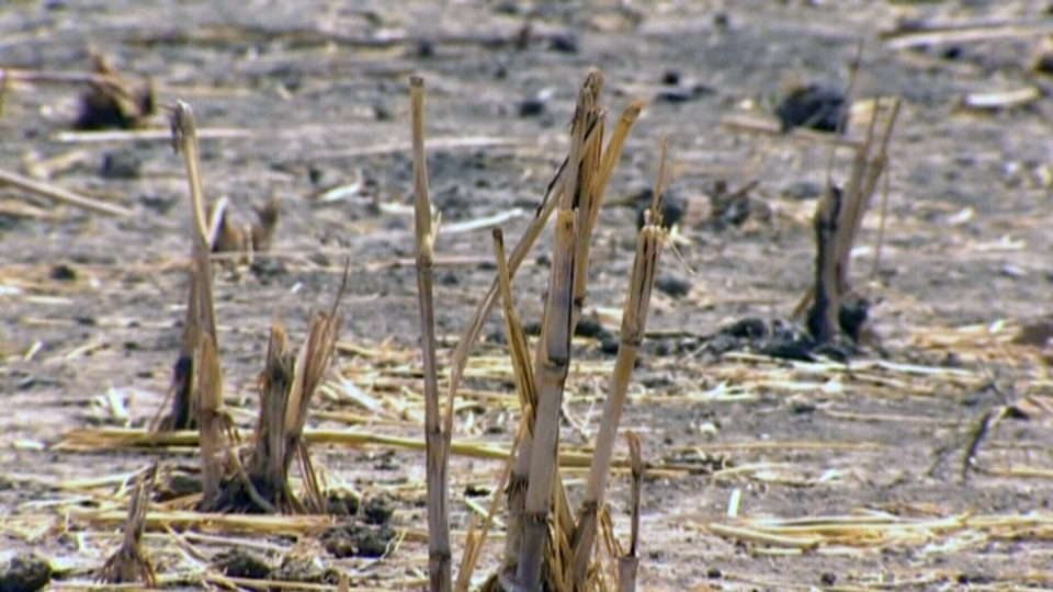 Canada pulls out of UN drought convention
