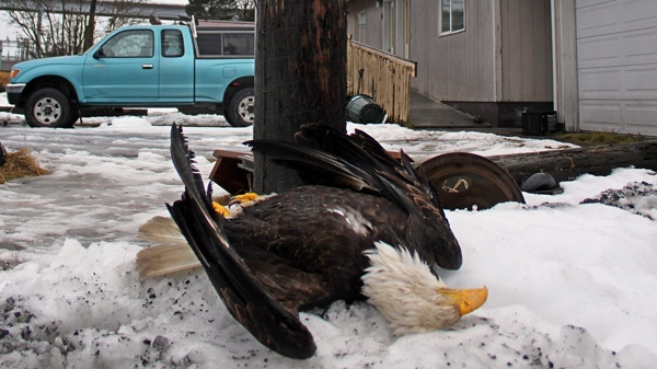 This Jan. 24, 2011 photo provided by the U.S. Fish & Wildlife Service shows a female eagle who died after being electrocuted in Kodiak, Alaska.  (AP Photo/U.S. Fish & Wildlife Service, Robin Corcoran)