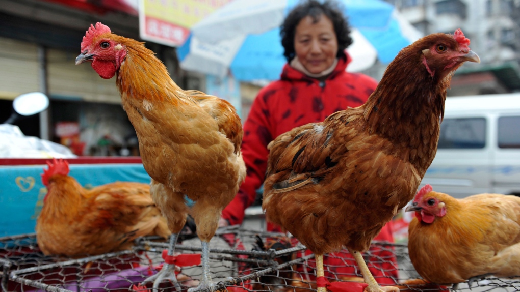 Shanghai reports bird flu deaths