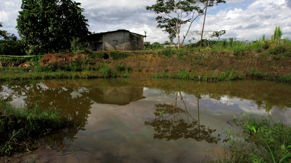 In this Aug. 4, 2008 photo, oil floats in the water near a home in Lago Agrio, Ecuador. An Ecuadorean judge ruled that Chevron was responsible for the oil contamination and the plaintiffs' attorney says the company was fined $8 billion. Chevron confirmed the ruling but not the amount of the fine. (AP / Dolores Ochoa) 
