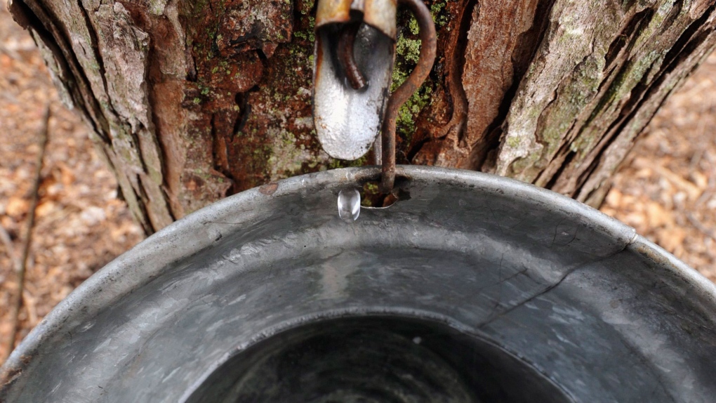 Cold weather ideal for maple syrup farmers