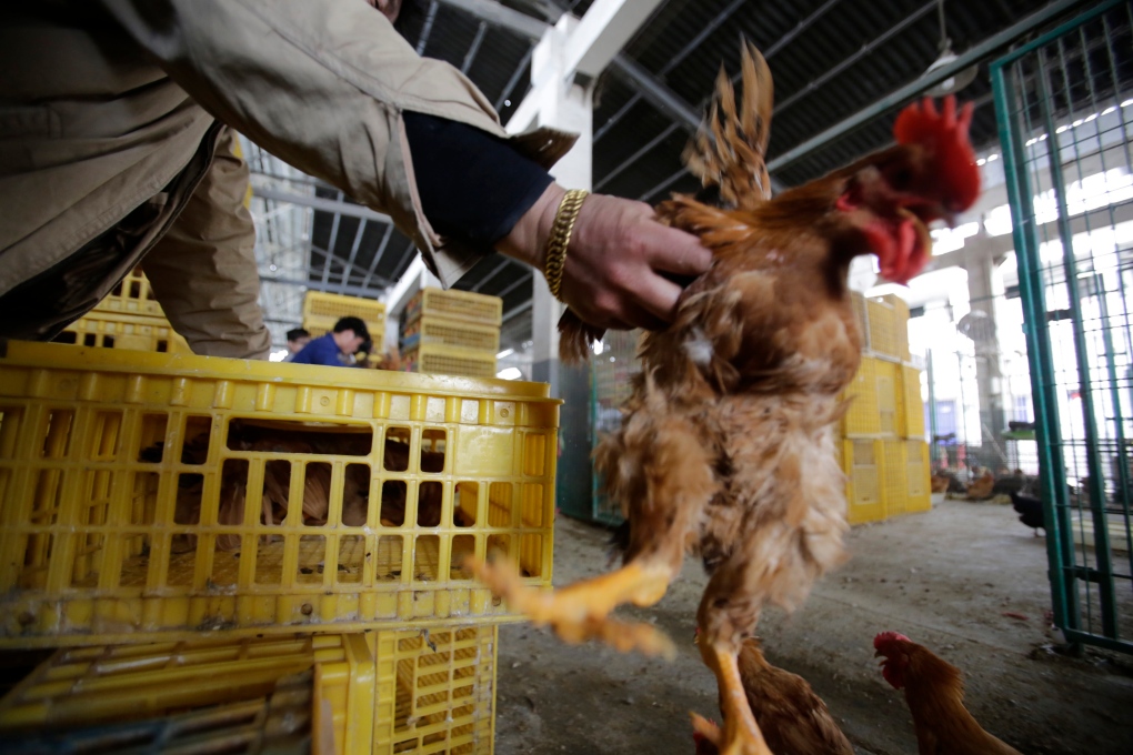 Bird flu likely silent threat in China 