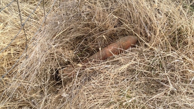 A rural resident near Lethbridge uncovered a vintage World War II era practice bomb that was buried on his property. The shell has been taken to CFB Suffield to be safely detonated. (Supplied/RCMP)