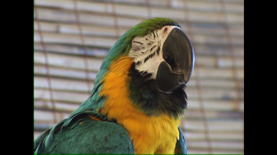 Gobbler the Parrot