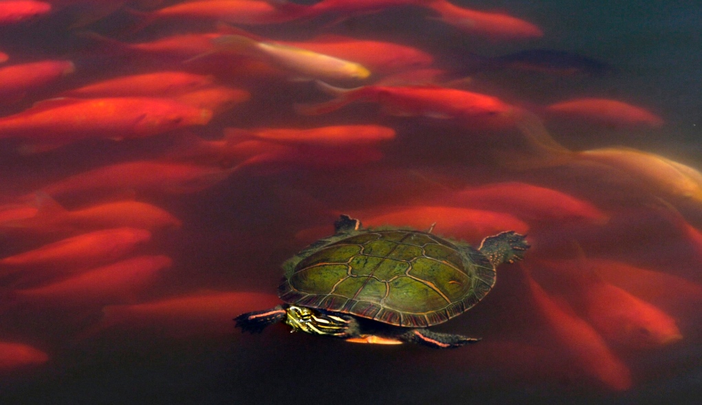Goldfish swim around a painted turtle 