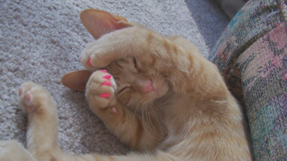 43 HQ Pictures Declawing Cats Cost California / Want To Declaw Your Cat Think Again Vets Advocates Say Daily Paws