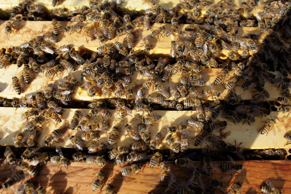 Bee colonies dying