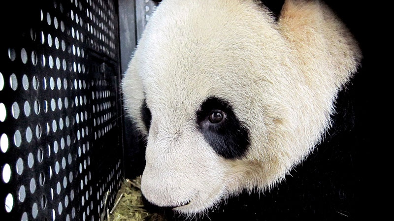 In this photo released by China's Xinhua News Agency, female panda Xian Nu looks out of the cage at Shanghai Pudong Airport in Shanghai, east China, Monday, Feb. 21, 2011. (AP / Xinhua, Chen Fei)