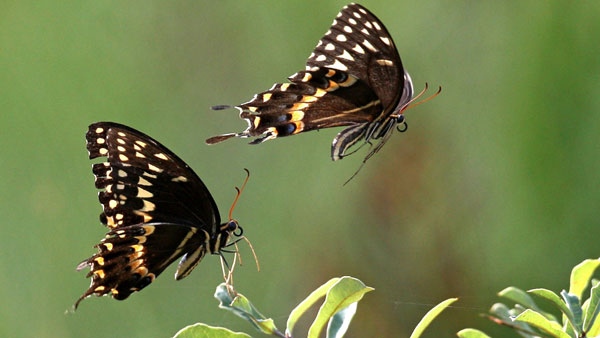 Two palamedes swallowtail butterflies fly among wildflowers, Saturday, Sept. 5, 2009, in Telogia, Fla. (AP Photo/Phil Coale)
