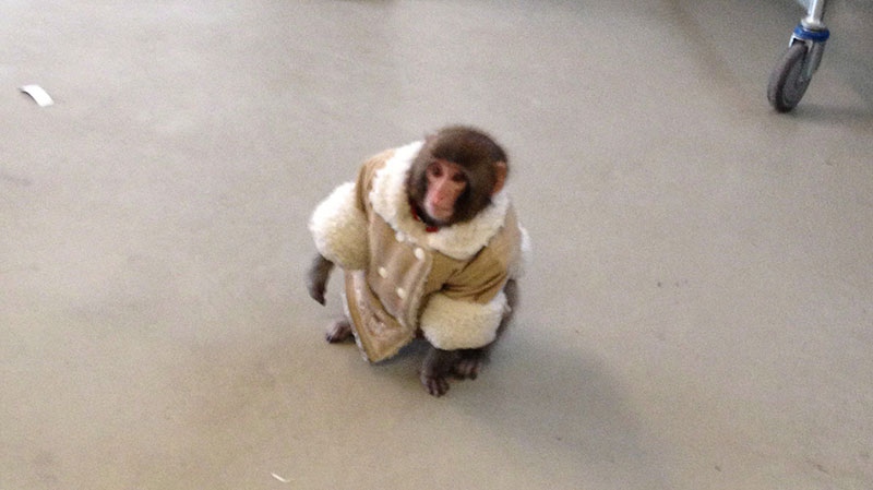Darwin Ikea Monkey 