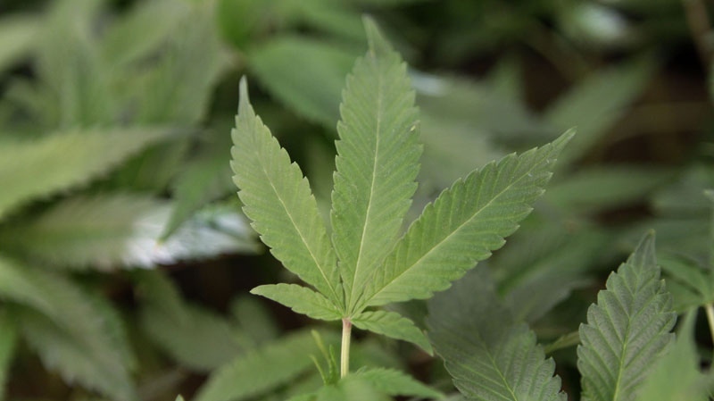 Medical marijuana clone plants are shown at Harborside Health Center, a medical marijuana dispensary, in Oakland, Calif., Tuesday, Feb. 1, 2011. (AP Photo/Jeff Chiu)