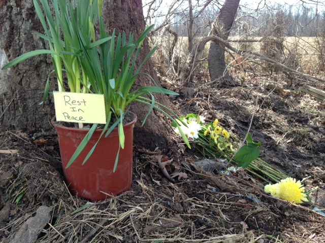 Flowers have been laid at the scene of a fatal crash outside of Essex, Ont., on Monday April 15, 2013. (Sacha Long / CTV Windsor)