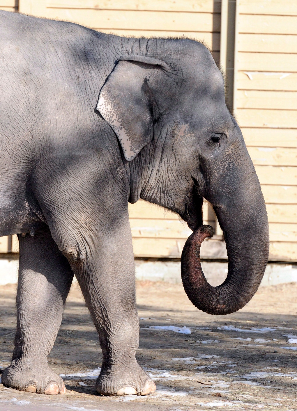Calgary Zoo elephants