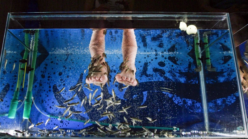 A girl places her feet in a fish tank containing Garra Rufa fish, also known as doctor fish, during a fish pedicure treatment at a salon, in the Russian the Black Sea resort of Sochi, Sunday, June 27, 2010. (AP Photo/ Igor Yakunin)