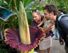 Visitors sniff a corpse flower in bloom at the UC Davis Botanical Conservatory in Davis, California,  June 18, 2012. (The Sacramento Bee, Randy Pench)