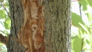 A tree damaged by the emerald ash borer beetle is seen in this image courtesy the Canadian Food Inspection Agency (CFIA).