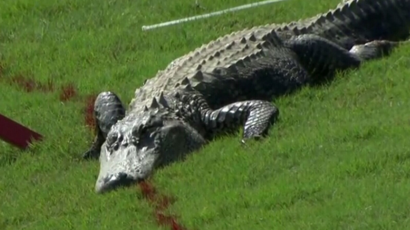 Alligator on golf course (file)
