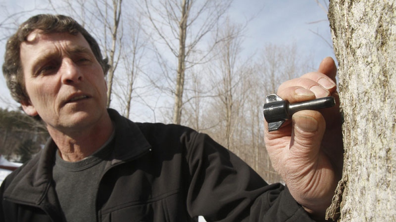 In this March 4, 2011 photo, Peter Purinton puts a check valve tap into a maple tree in Huntington, Vt. The device was developed by maple researchers at the University of Vermont as a means of extending the six-week sugaring season. (AP Photo/Toby Talbot)