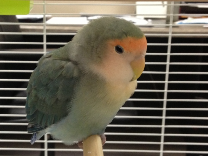 A lovebird landed at Brentwood Recovery Home in Windsor, Ont., on Monday, April 29, 2013. (Sacha Long / CTV Windsor)