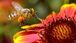 A honey bee visits a flower garden in Washington State in this 2012 file photo. (Tri-City Herald/Bob Brawdy)