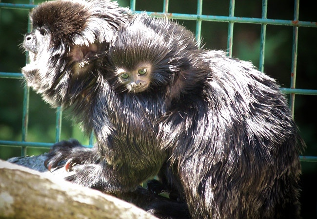 April, the rare callimico monkey, was stolen from the Cherry Brook Zoo in Saint John, N.B. (image courtesy Cherry Brook Zoo)  