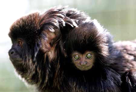 April, the rare callimico monkey, is tended for by the family until while at the Cherry Brook Zoo in Saint John, N.B. (image courtesy Cherry Brook Zoo)  